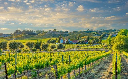 California+spring+vineyard+in+the+Temecula+Valley%2C+CA