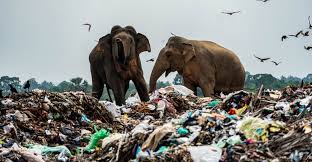 Elephants sift through a massive garbage dump near a tourist resort.